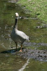 Streifengans-145.jpg